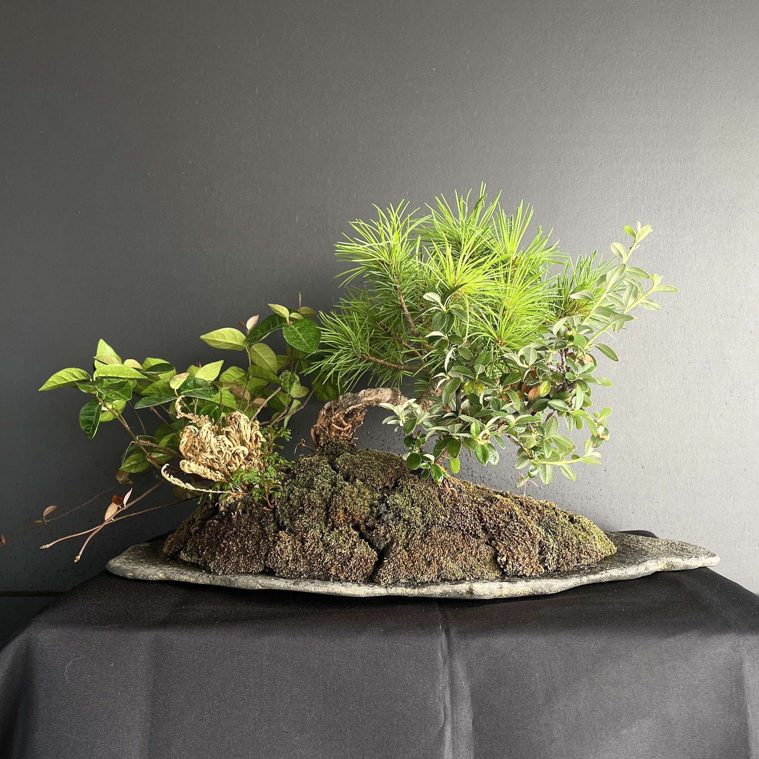 ORIGINAL BONSAI