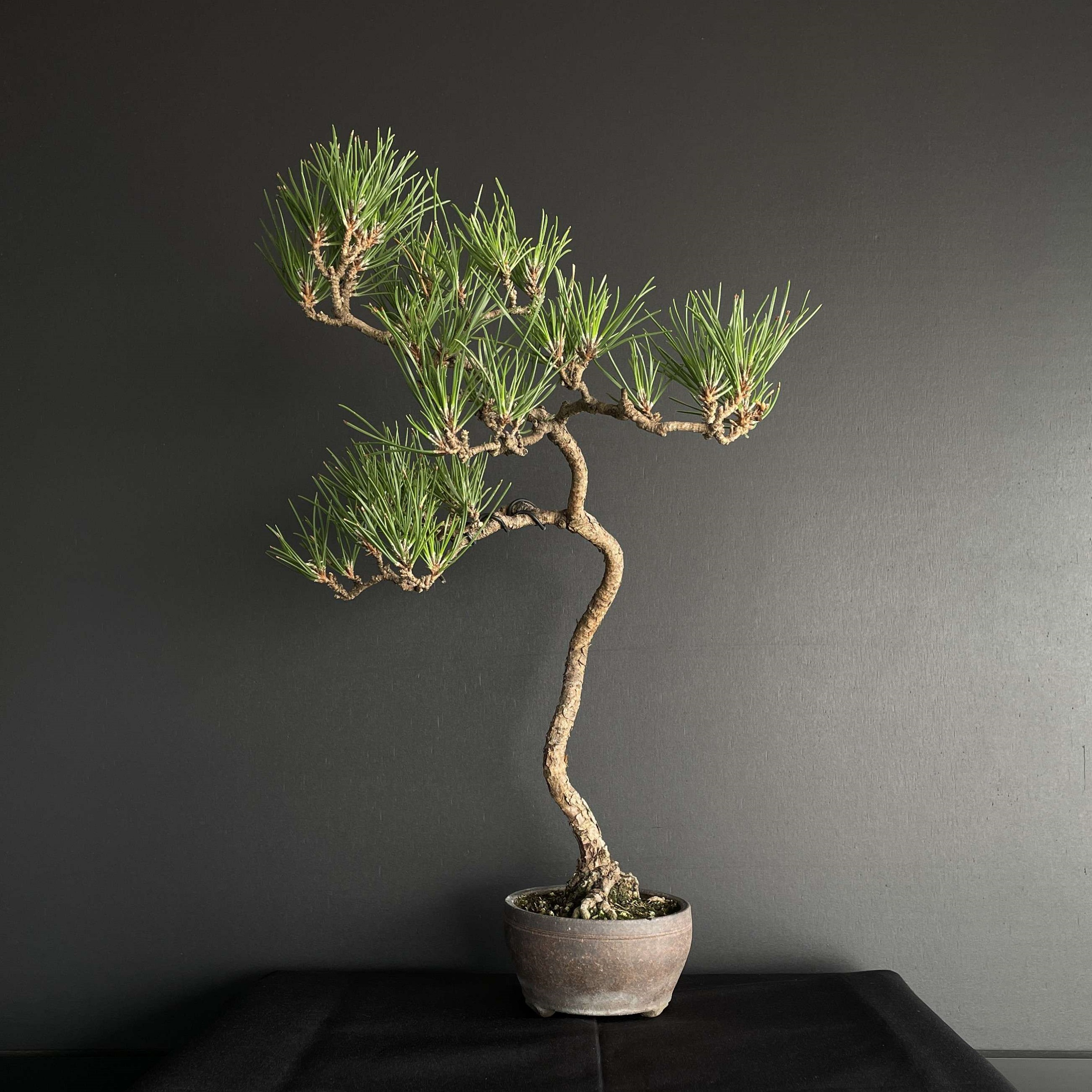 MEDIUM BONSAI