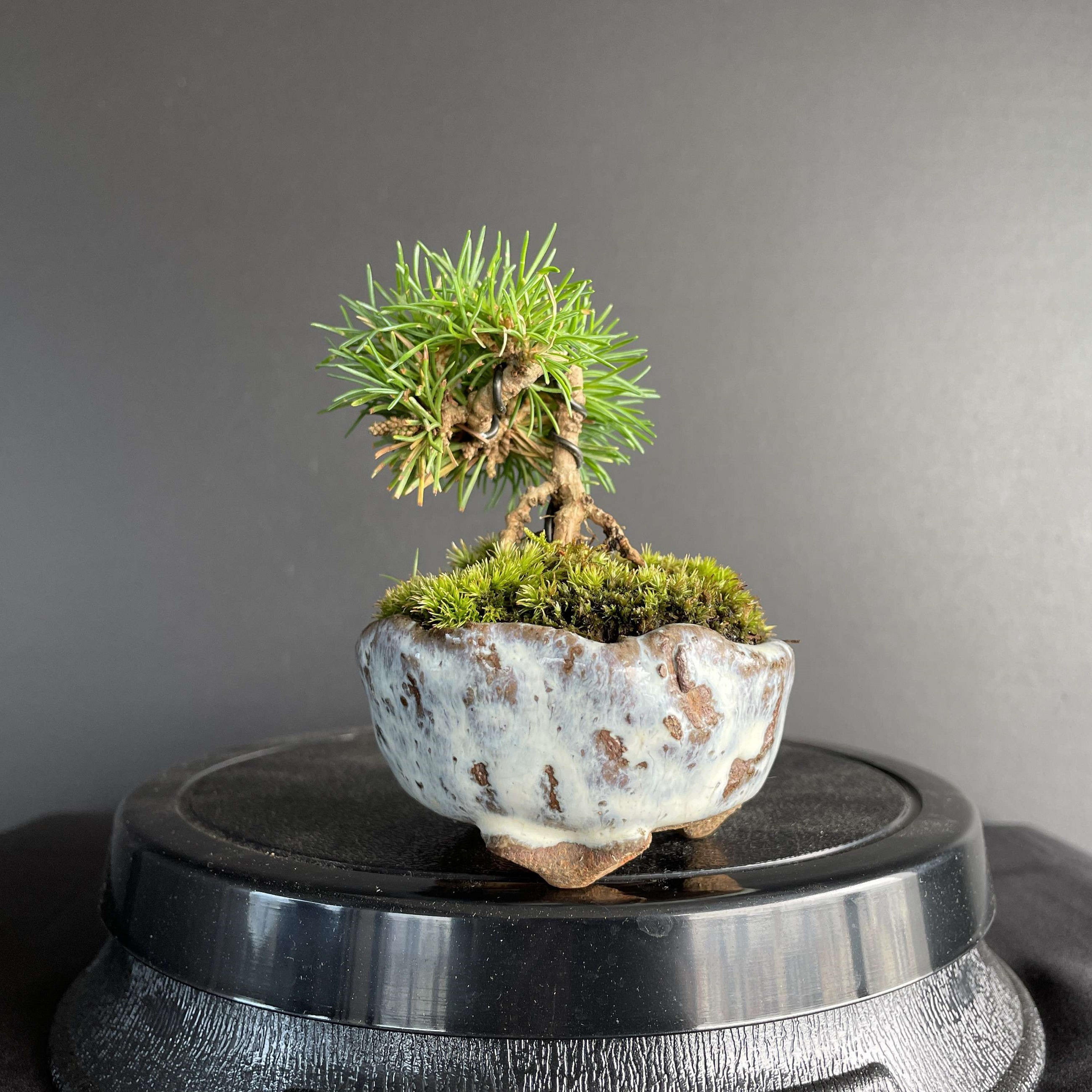 MINI BONSAI